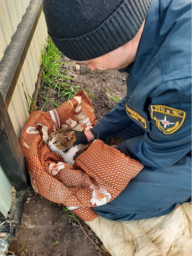 Белгородские пожарные спасли кота и кошку