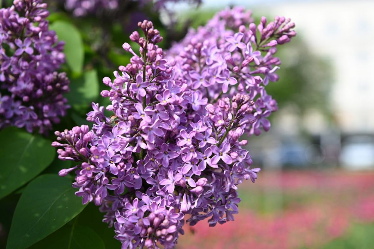 Белгородская администрация подсчитывает ущерб от вандалов с Богданки