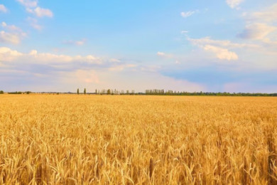 Белгородским аграриям компенсируют часть затрат на производство и реализацию зерновых культур