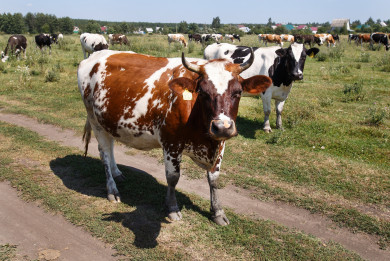  Белгородцы не хотят держать коров себе в убыток 