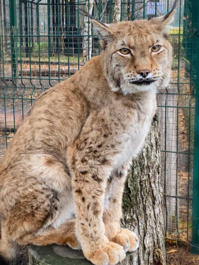 В Белгородском зоопарке умерла одна из старейших рысей в стране