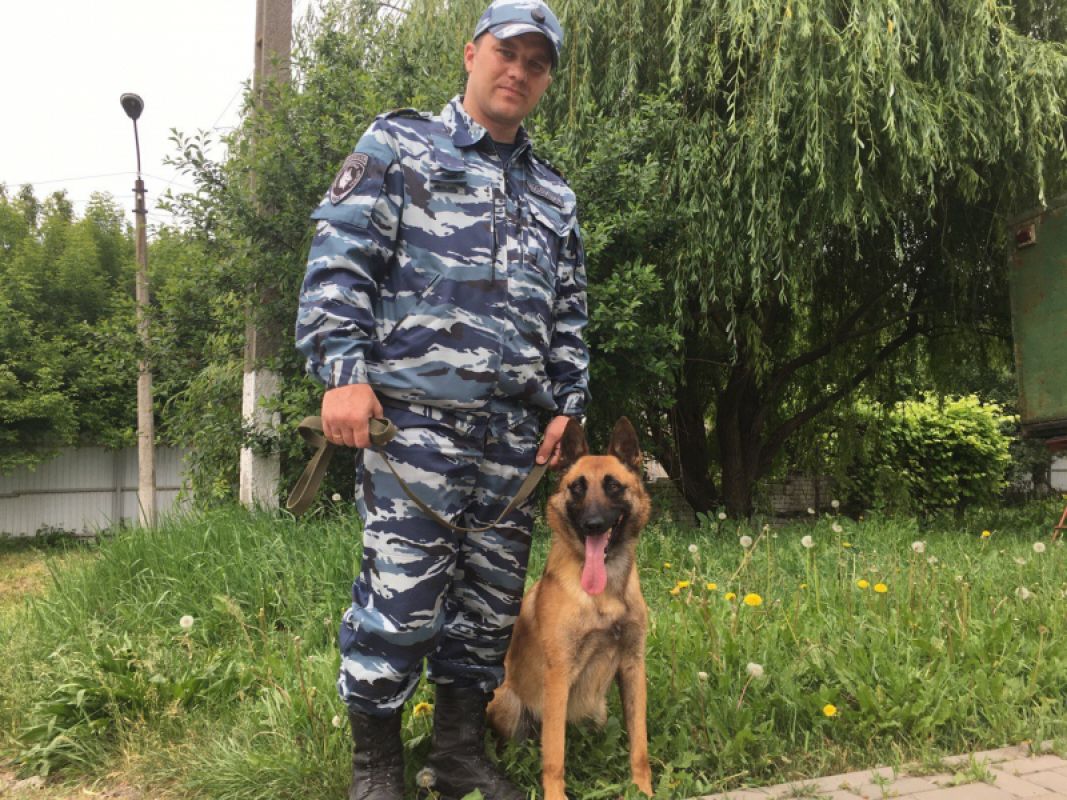На Белгородчине &nbsp;бельгийская &nbsp;овчарка Эффа нашла пропавшего мужчину