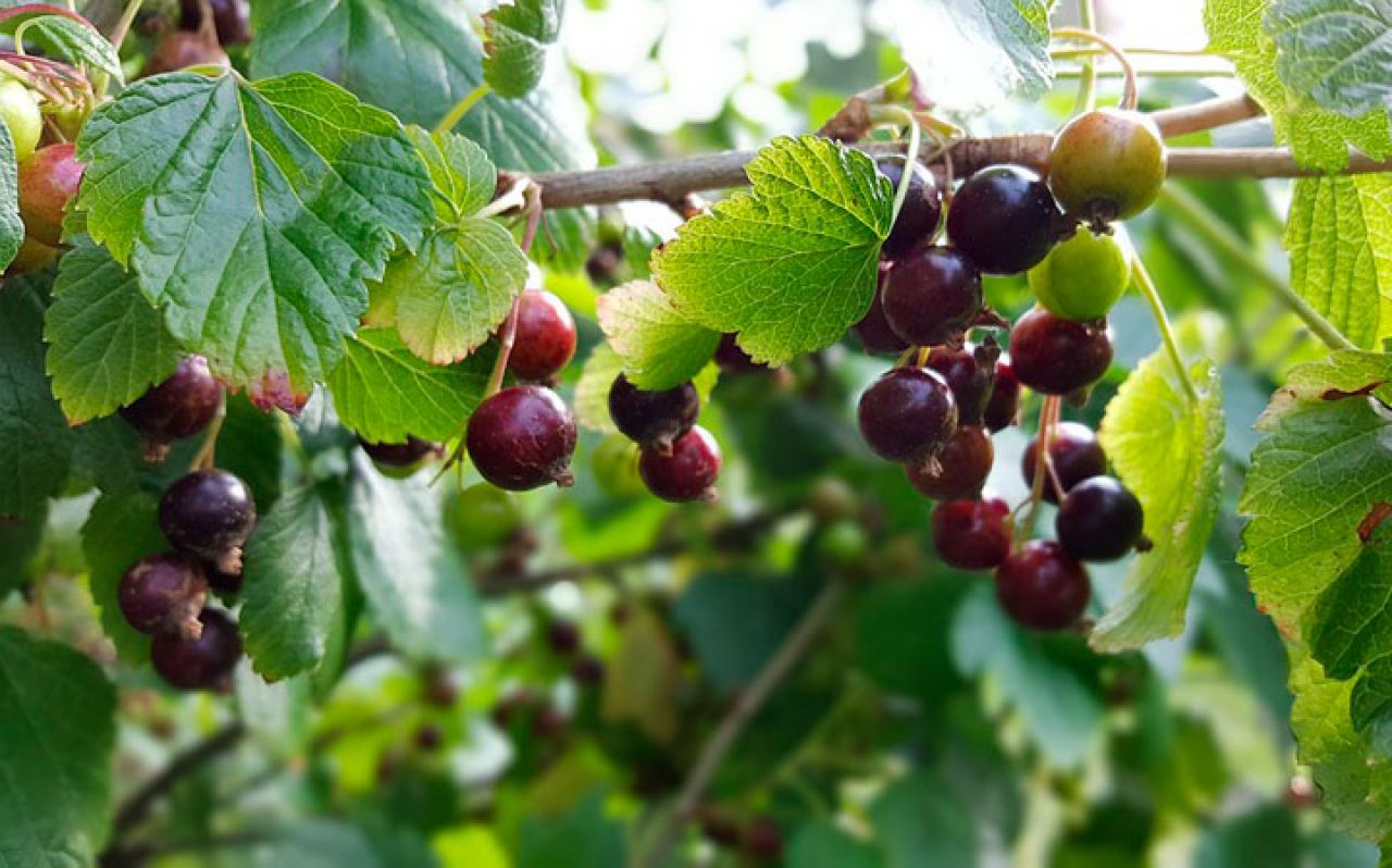 Как правильно сажать смородину