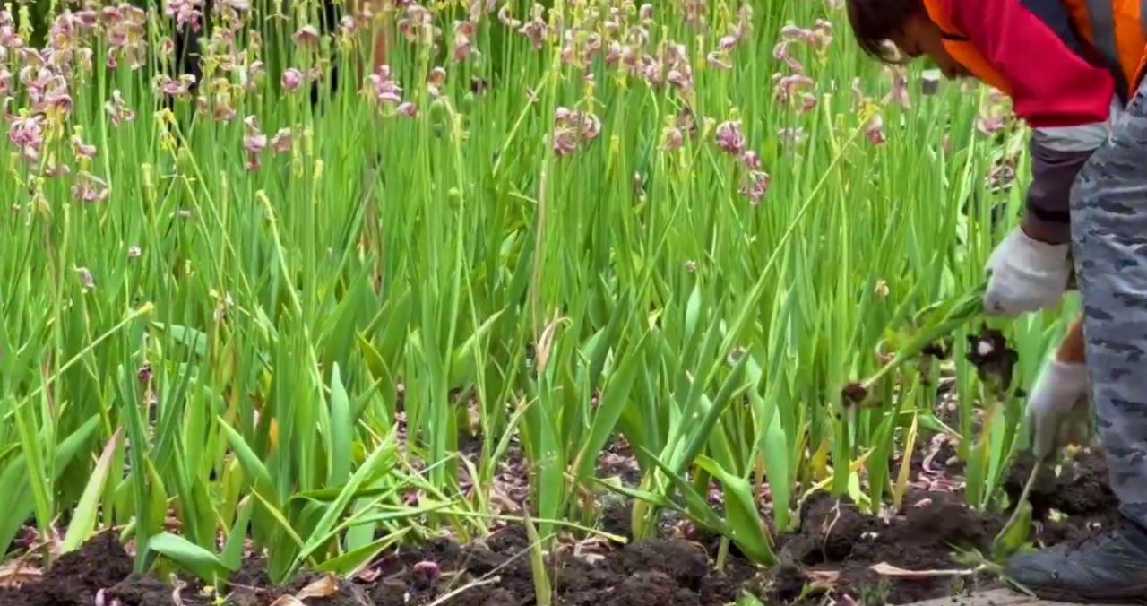 Клумбы в центре Белгорода за неделю изменятся до неузнаваемости