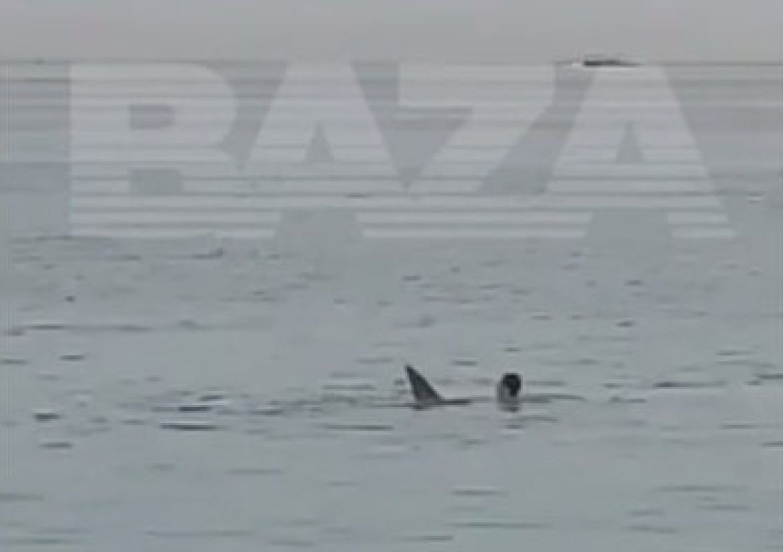 <p>Момент нападения акулы на мужчину</p>