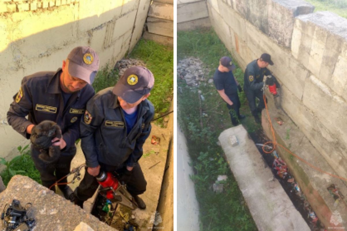 В Разумном МЧСники спасли котенка из ловушки