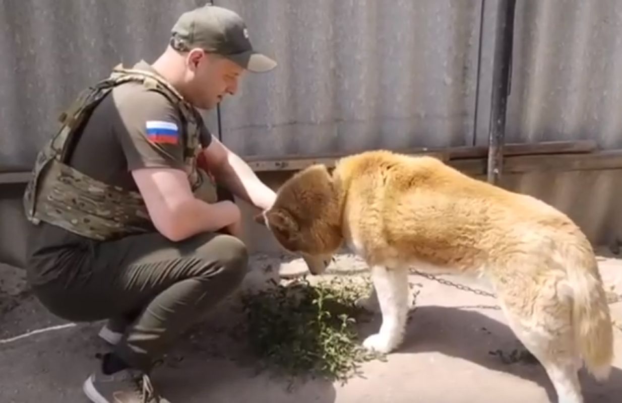 50 хаски вывезут из Шебекино в более безопасное место