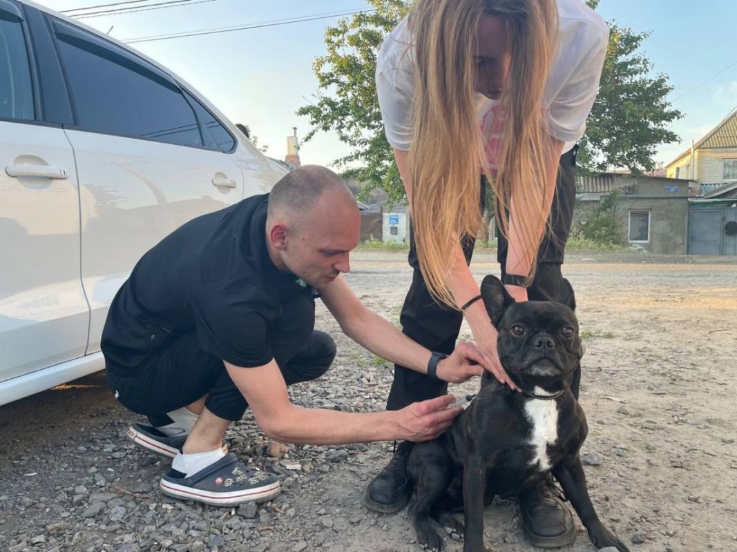 Белгородцы могут бесплатно сделать прививки от бешенства своим питомцам