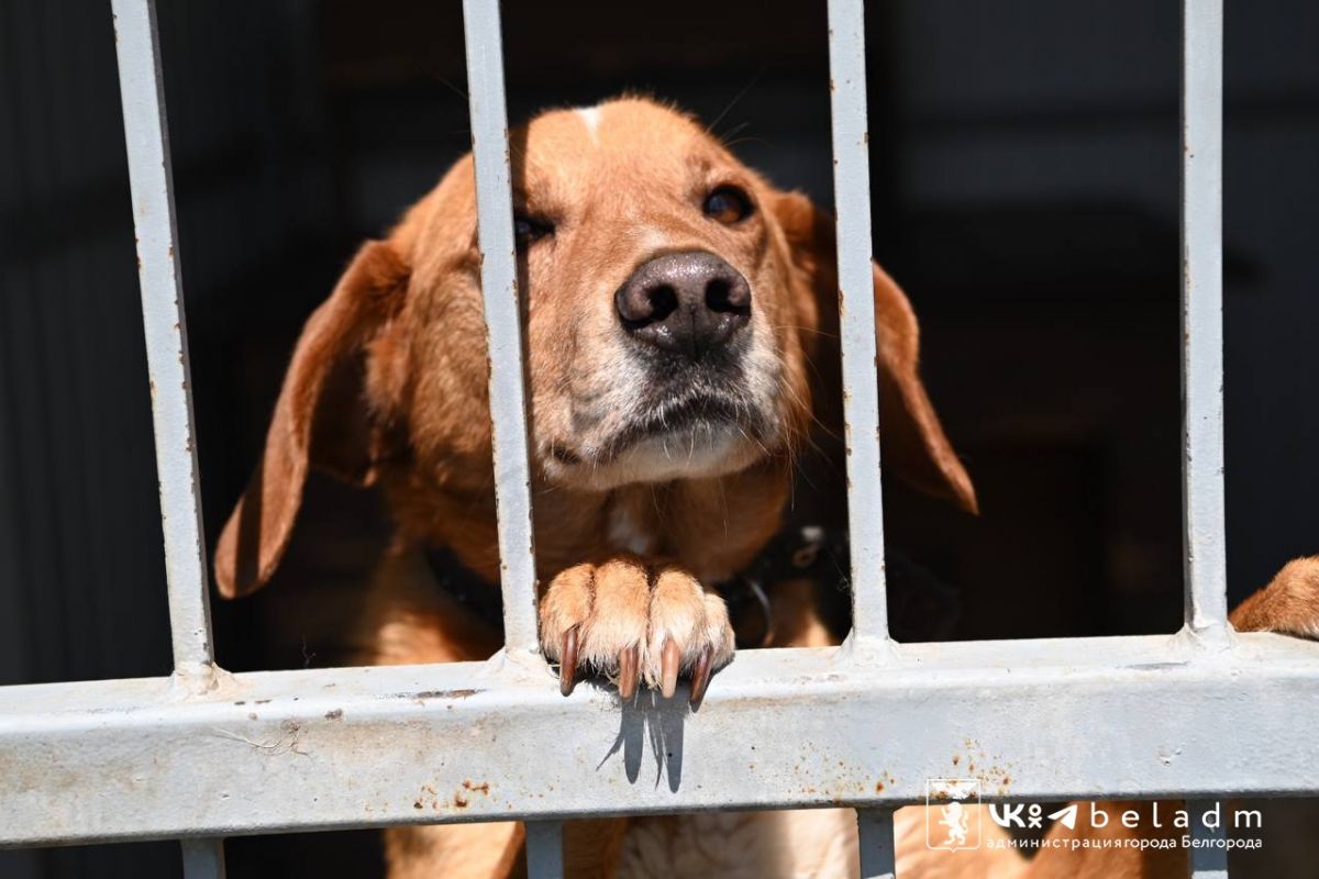 В Белгородской области прокомментировали состояние спасенных в Шебекино животных
