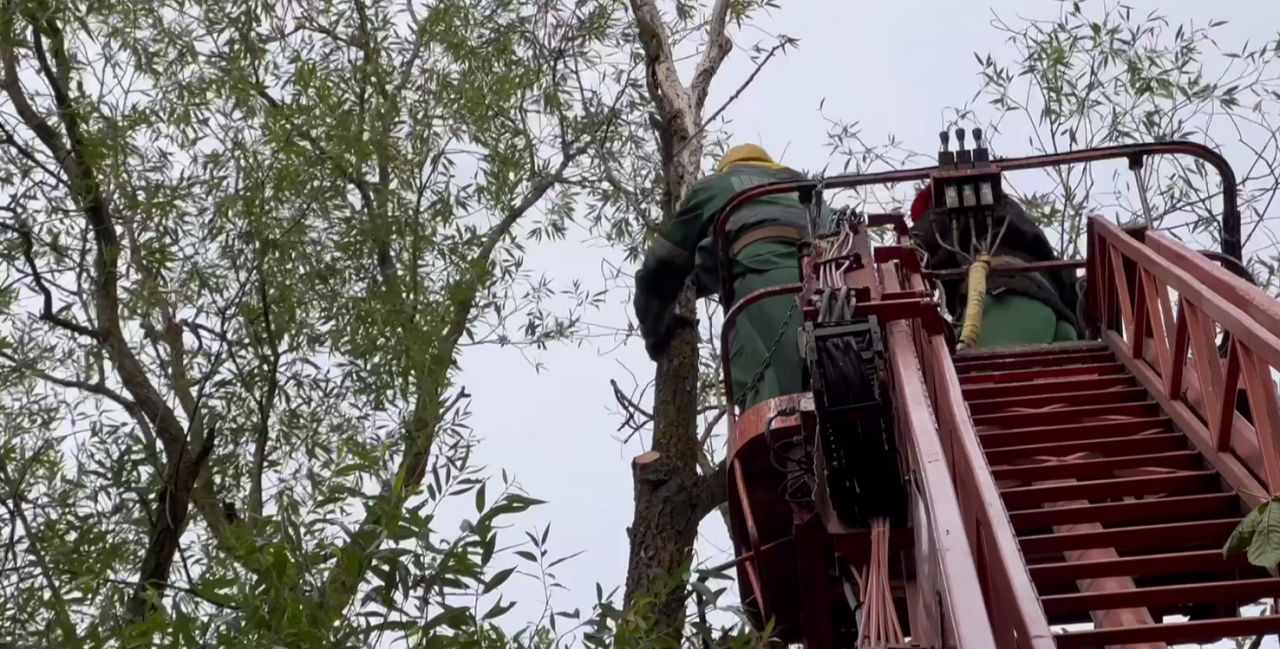 В Белгороде обрезали деревья в парке «Южный»