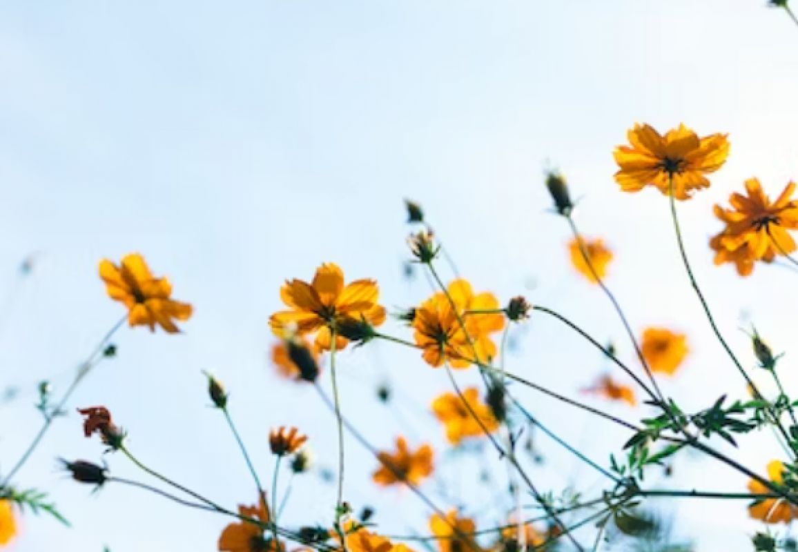 Понедельник встретит белгородцев прохладой