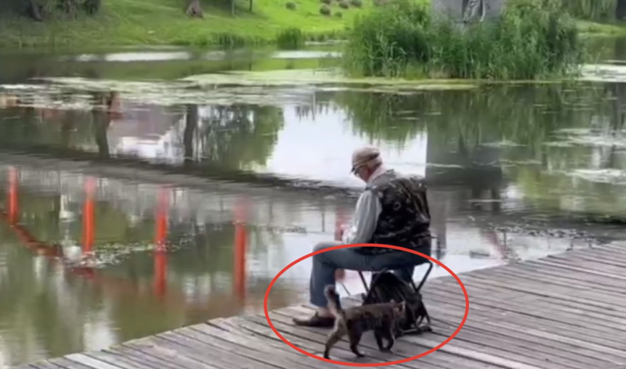 В Белгороде на набережной поселился кот-рыболов