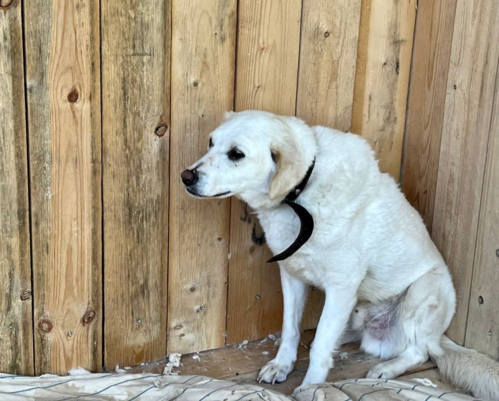 В Белгороде построят дополнительные вольеры для&nbsp;бездомных собак