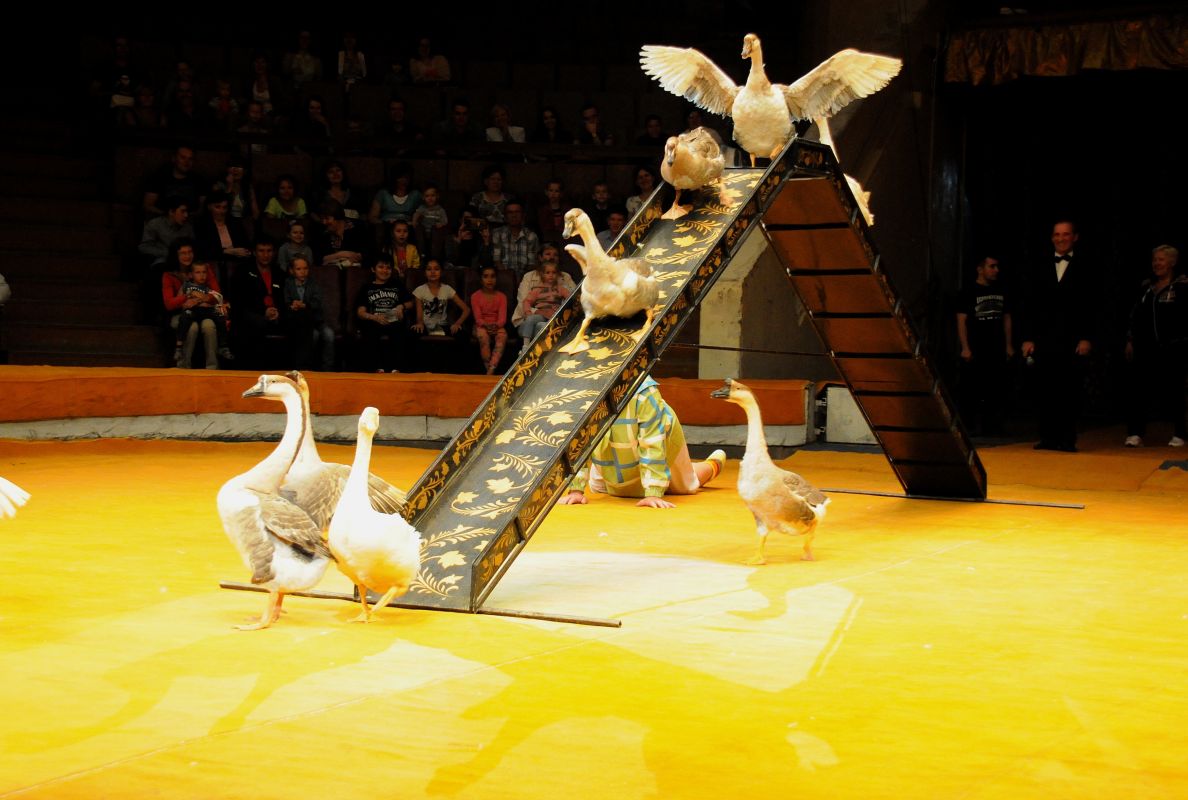 Белгородец пожаловался губернатору на набеги соседских кур и гусей