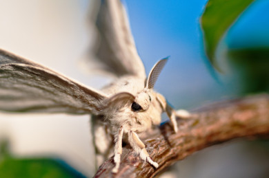 Нашествие мотыльков: тысячи насекомых сняли на видео в Черноземье