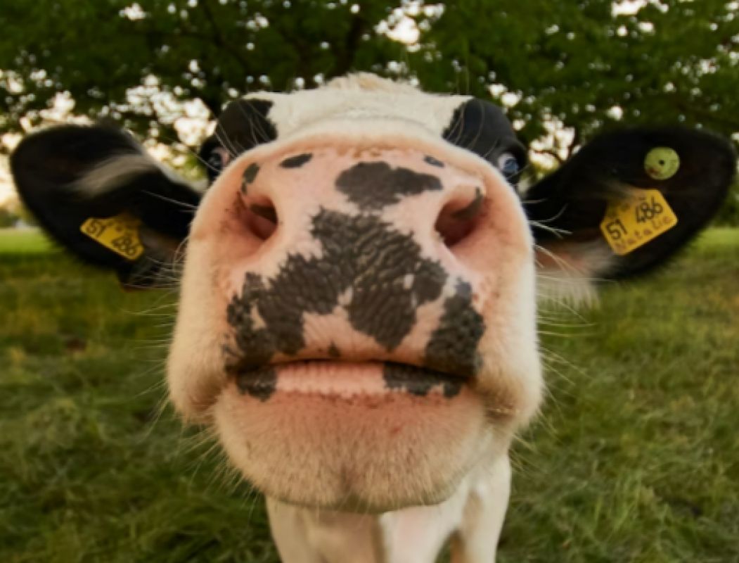 Белгородец решил купить виртуальную ферму и отправил больше 3 миллионов мошеннику