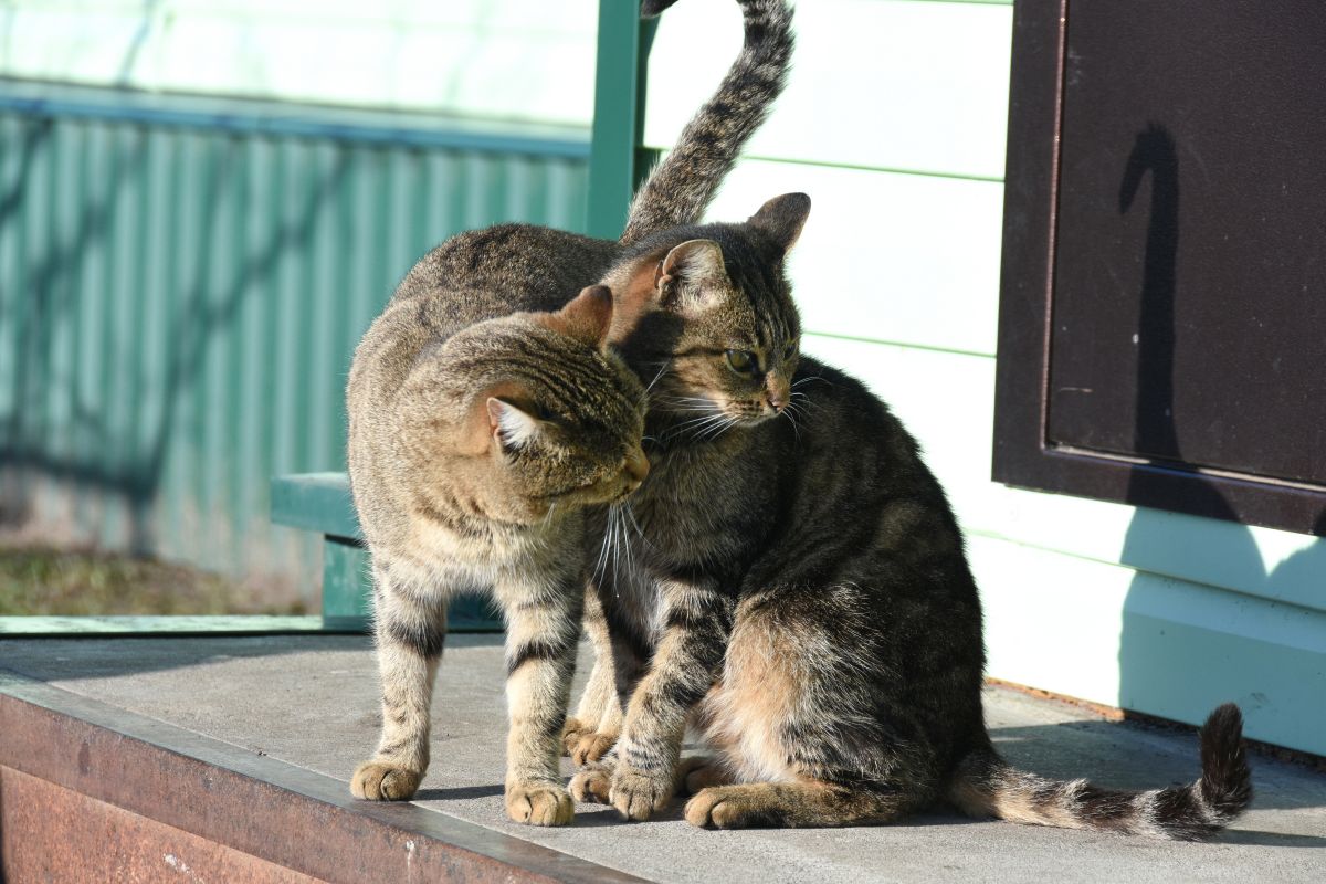Белгородцы жалуются губернатору на уличных котов