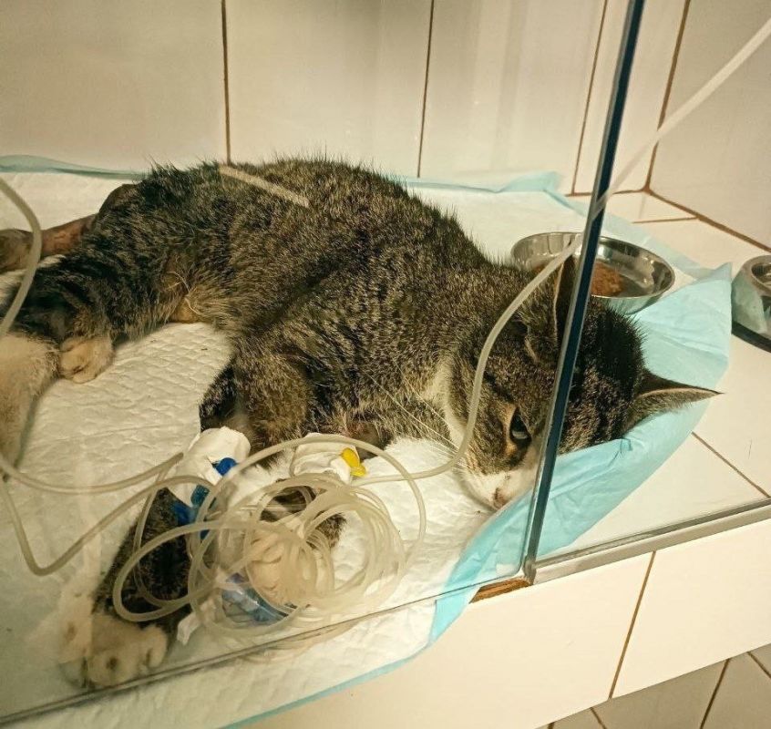 Врачи спасли жизнь изнасилованному извергом коту