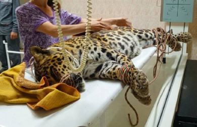 В Белгороде спасли погибающего леопарда