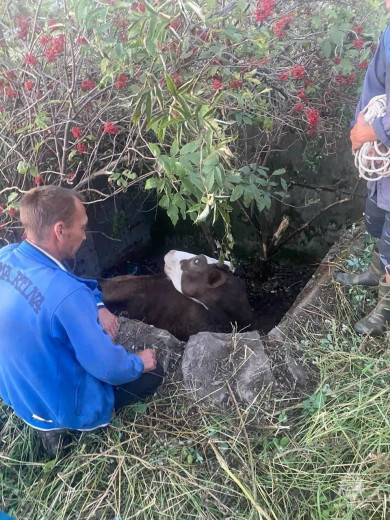 Белгородские спасатели вытащили телёнка из выгребной ямы