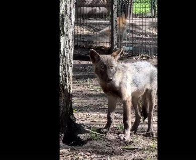 Волчата из Белгородского зоопарка выросли и воссоединились с родителями