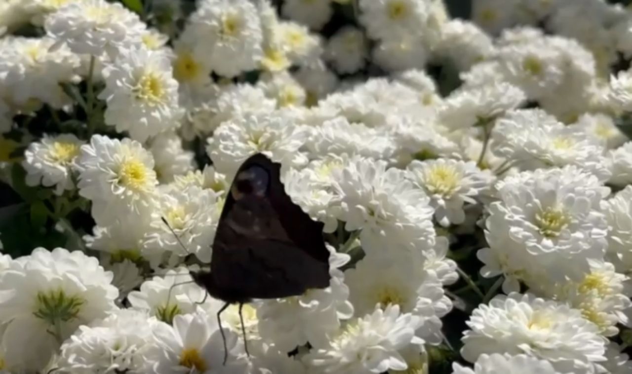 В Белгороде парк Победы заполонят хризантемы