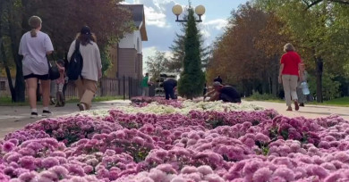 В Белгороде на Харгоре высадят почти 9 000 хризантем к 1 сентября