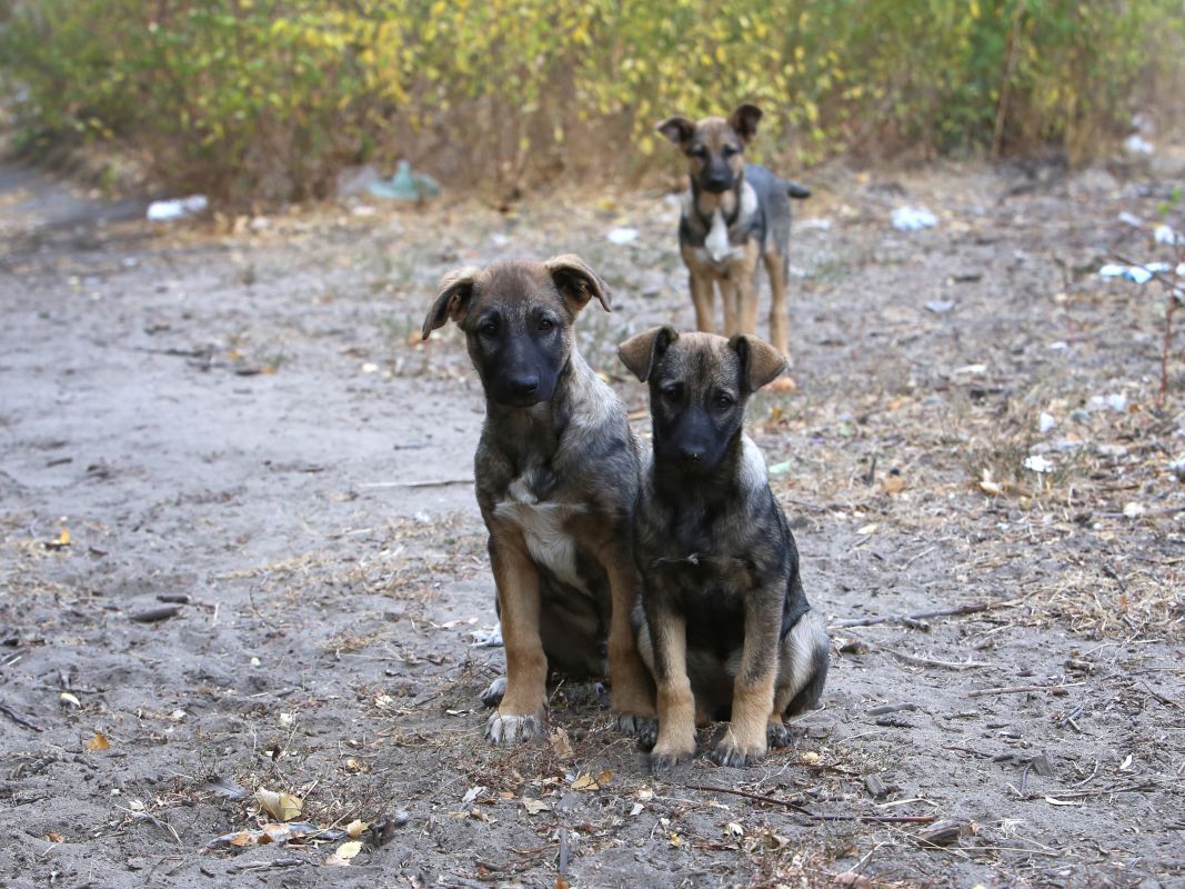 Белгородцев атакуют агрессивные псы на остановке