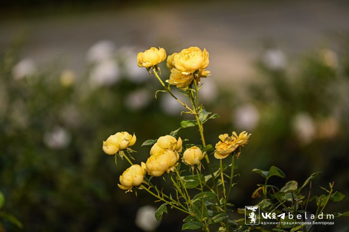 В Белгороде аллею заполонили розы