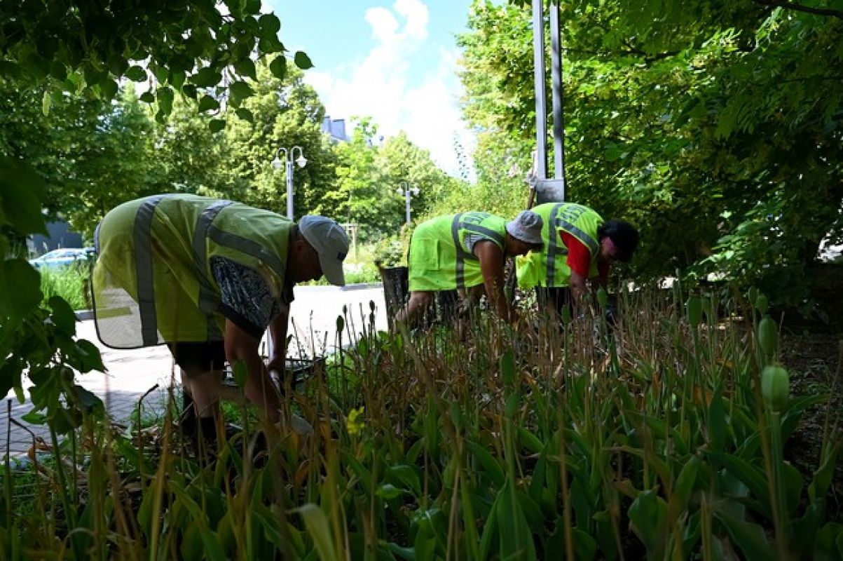 Белгородцы просят отменить покупку тюльпанов&nbsp;