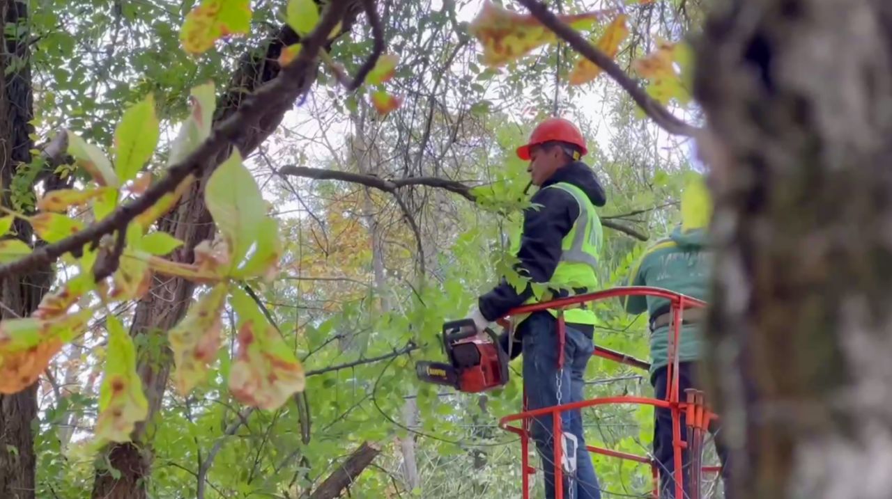 В Белгороде упали 8 деревьев