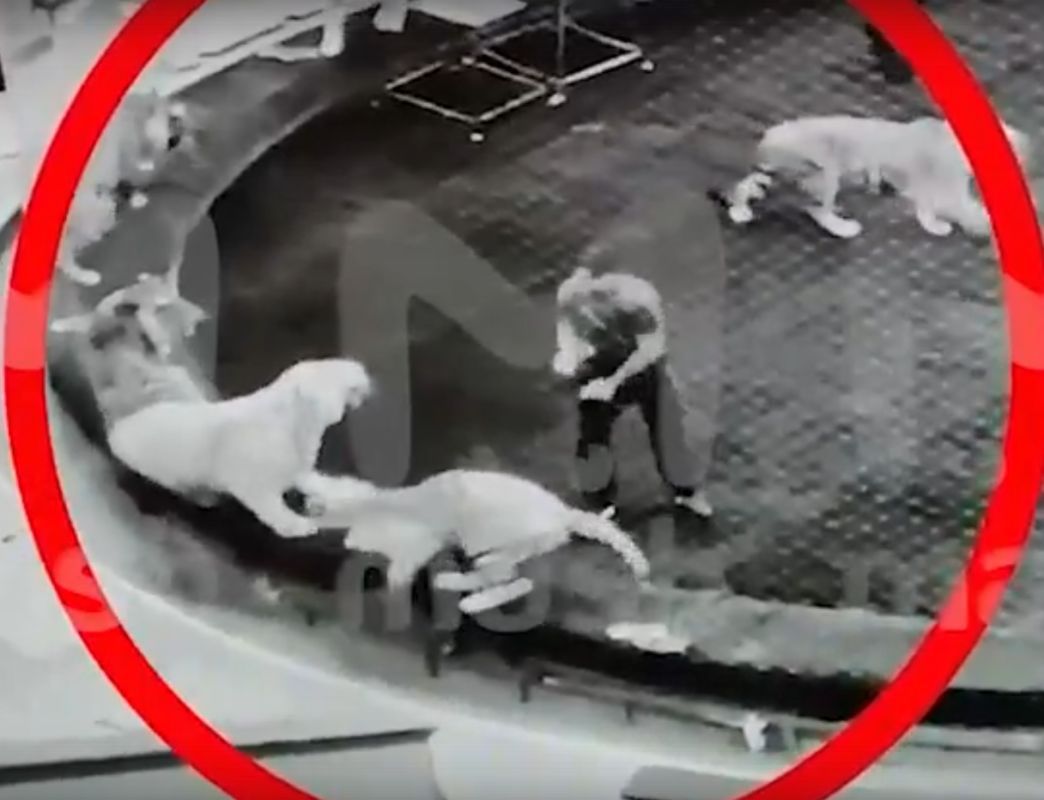 «Лупят палкой и&nbsp;стулом». Братьев Запашных обвинили в&nbsp;жестоком обращении с&nbsp;животными