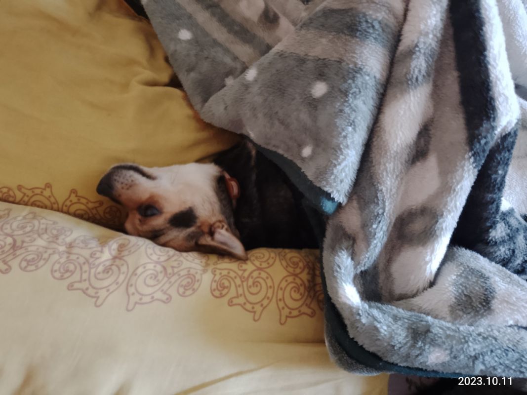 В Белгороде мёрзнут не только люди, но и собаки&nbsp;