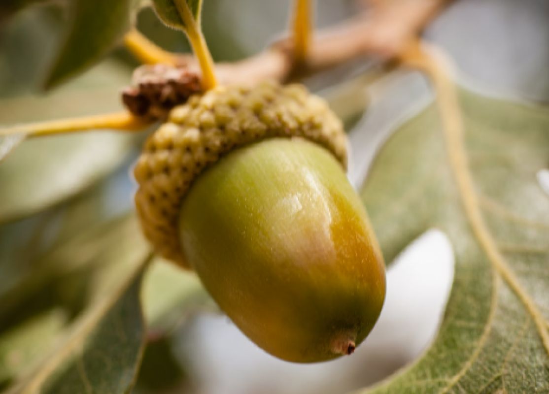 В Архиерейской роще открыли «сезон охоты» на онаниста