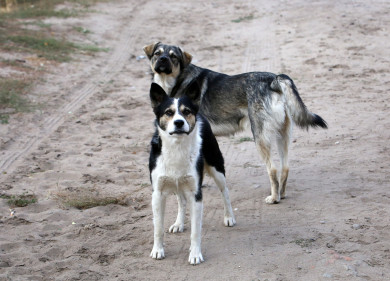 На белгородцев нападают своры бездомных псов