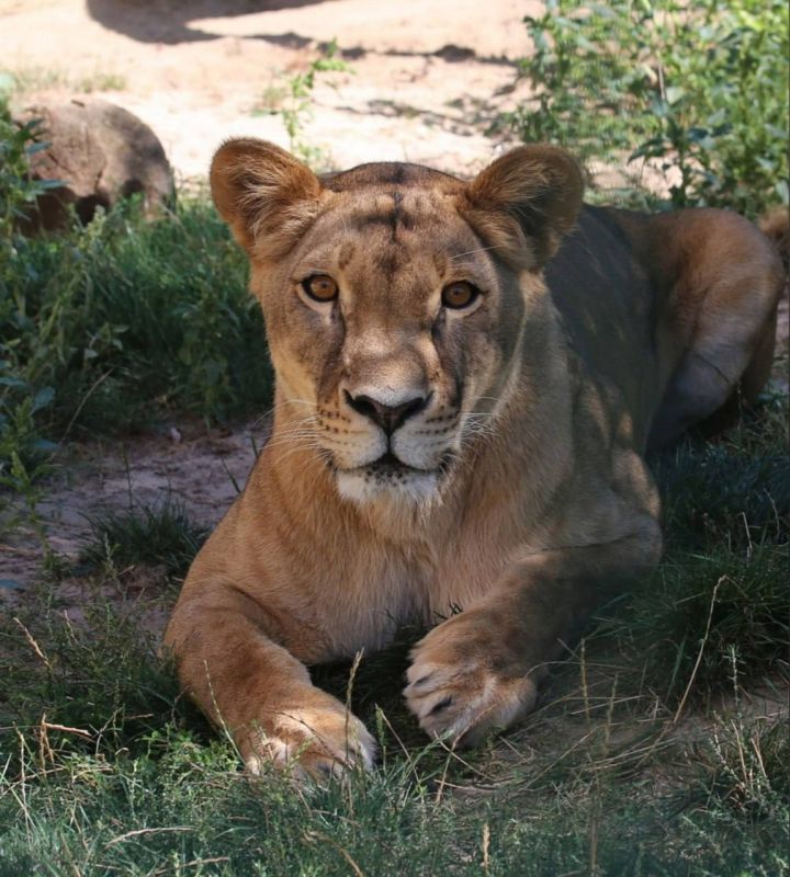 В Белгородском зоопарке впервые родились львята
