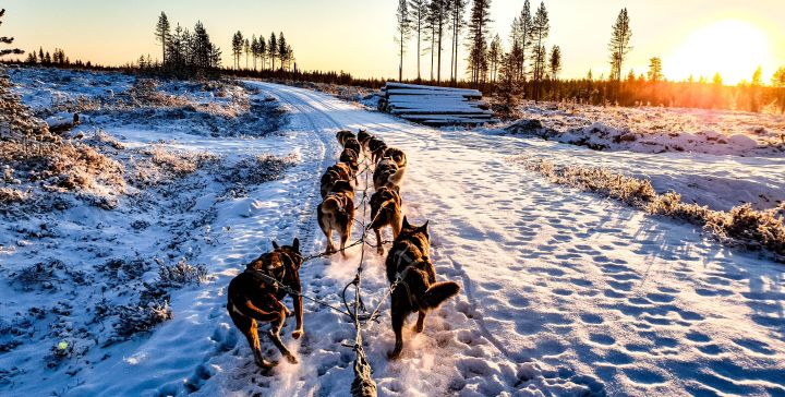 В Белгороде пройдёт забег лыжников с собаками хаски