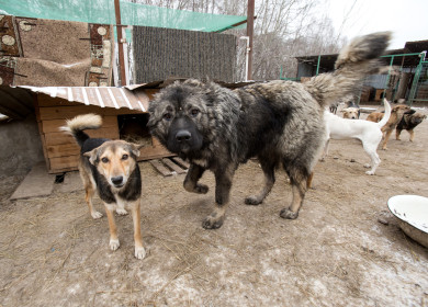 Белгородцы просят губернатора помочь поймать агрессивного пса