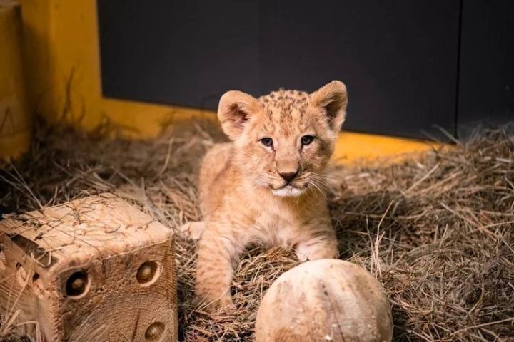 В Белгородском зоопарке выбрали имя для львёнка