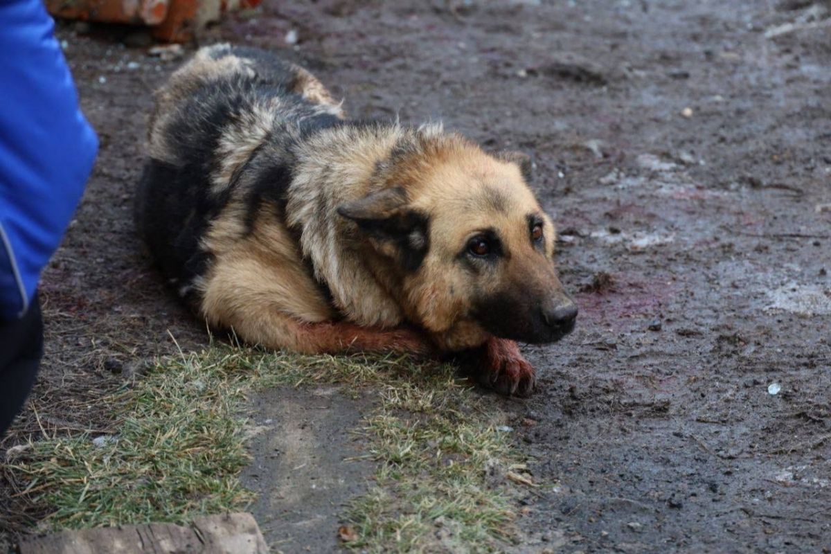 В Белгородской области умерла собака, попавшая в эпицентр взрыва