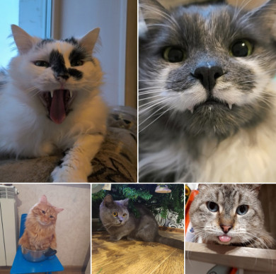 День кошек: как изменились за год питомцы сотрудников «МОЁ! Белгород»