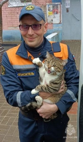 Белгородские спасатели сняли с высокого тополя кота