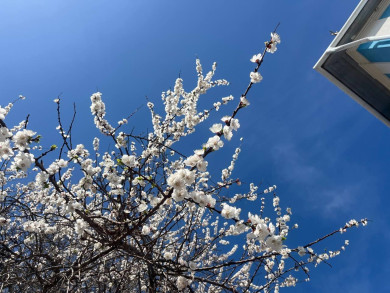 Весна установит температурный рекорд в Белгородской области