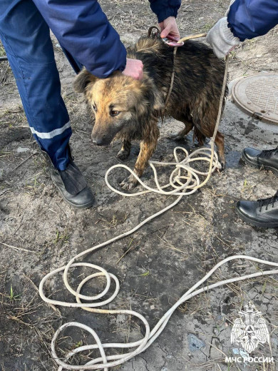 Белгородские пожарные спасли из колодца двух собак