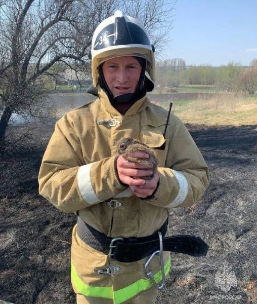 Белгородские пожарные спасли из горящей травы зайчонка