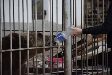 Белгородский зоопарк примет у себя цирковую медведицу