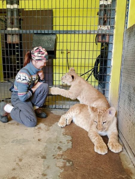В Белгородском зоопарке показали повзрослевших львят