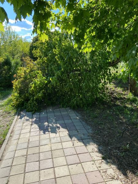 В Белгороде упавшая ветка дерева заблокировала тротуар
