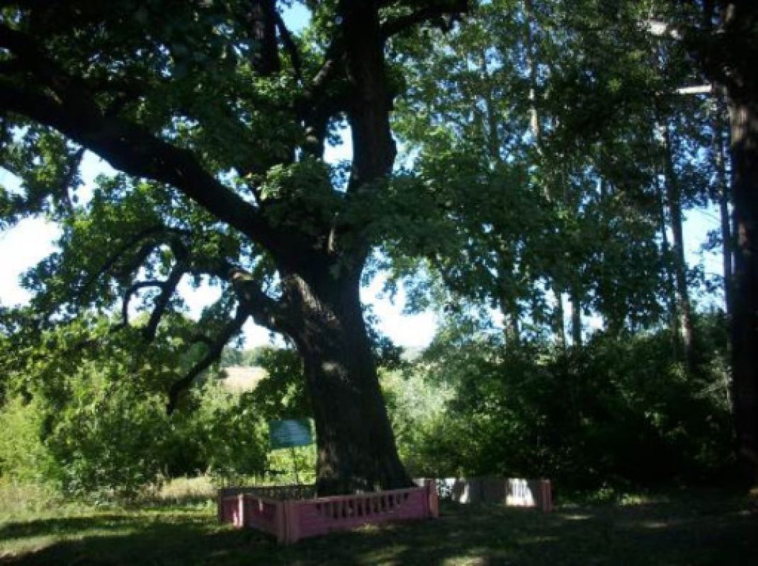 Белгородский дуб претендует на&nbsp;звание «Российское дерево года»