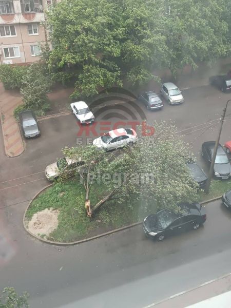 Сильный ветер сломал дерево на Харгоре - Новости Белгорода